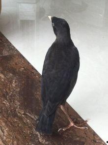 娱乐吃瓜小八哥是谁,网络红人的崛起之路